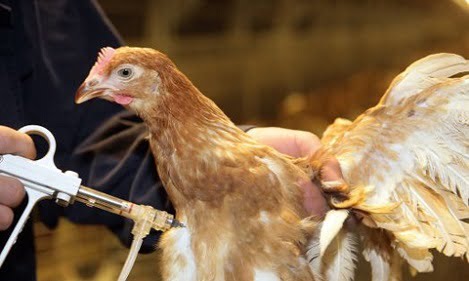 Một số quy định về sử dụng kháng sinh trong chăn nuôi