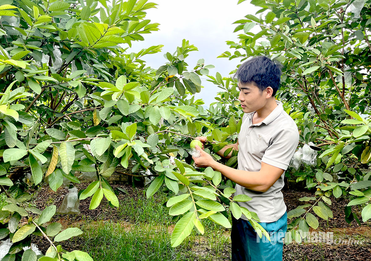 Đồng bào vươn lên làm giàu