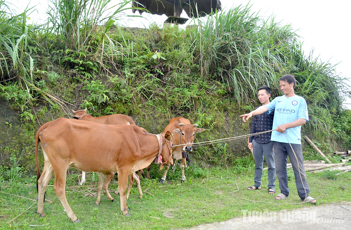 Chuyện người Mông Hồng Thái nuôi bò