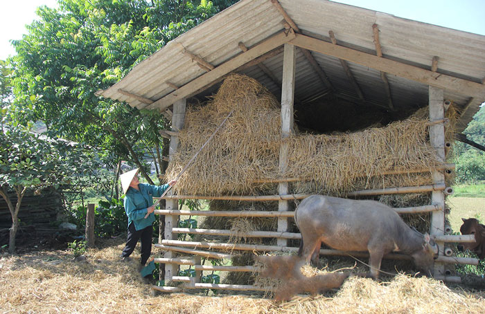 Tuyên Quang: Chủ động dự trữ thức ăn cho gia súc trong mùa đông