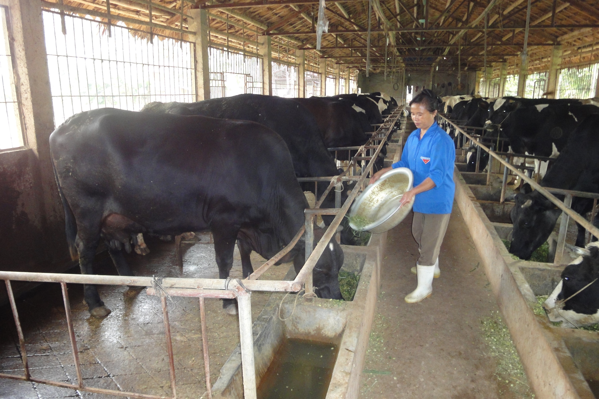 Chuyên gia lưu ý 6 giải pháp chăm sóc sức khoẻ đàn gia súc, gia cầm sau rét đậm, rét hại