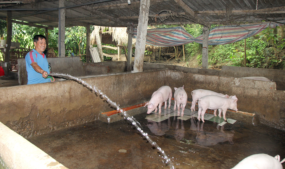 Chủ động kiểm soát, ngăn chặn dịch tả lợn châu Phi tái phát