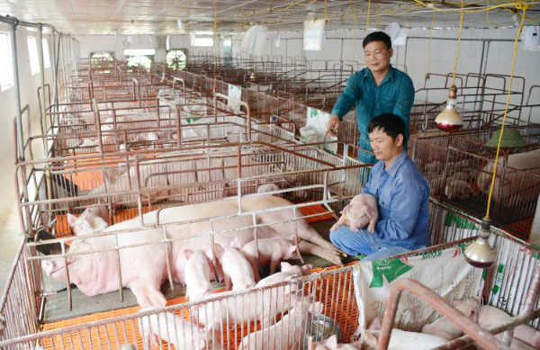 Tuyên Quang có 2 nông dân được nhận danh hiệu " Nông dân Việt Nam xuất sắc"