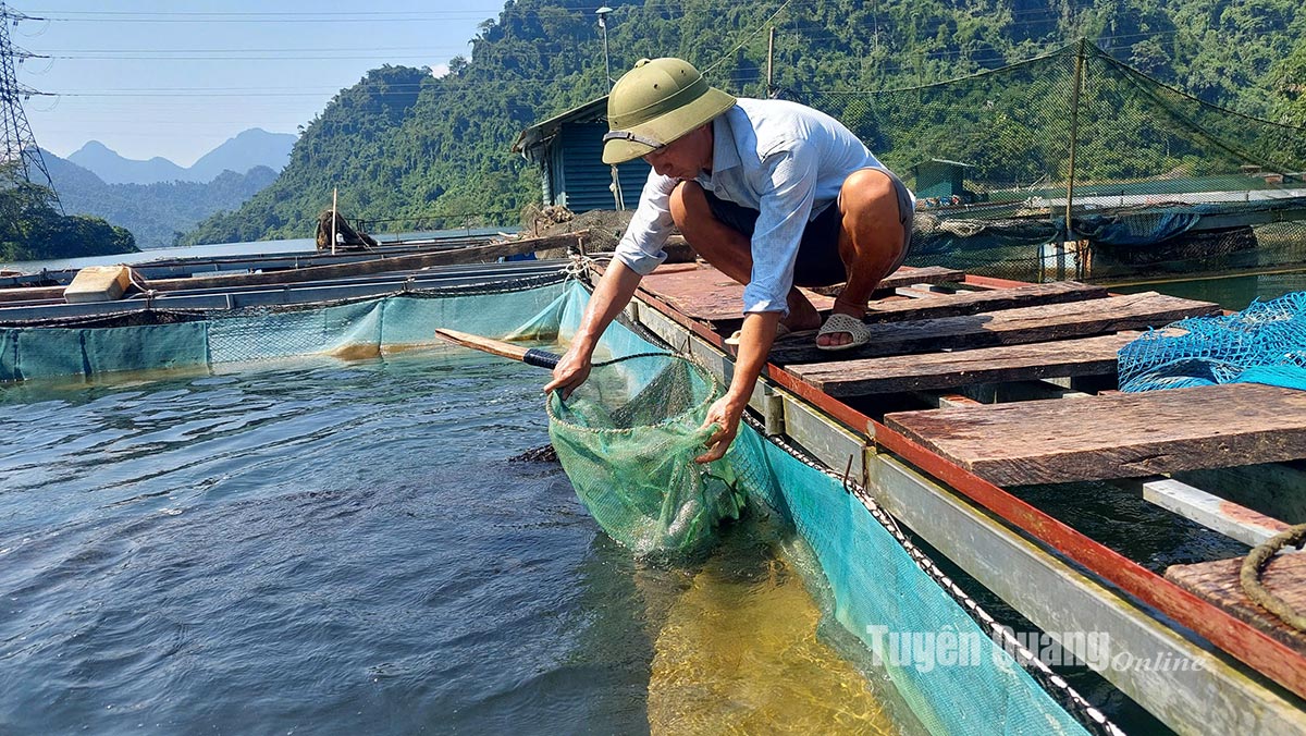 Chữa bệnh cho cá bằng thảo dược ở Nà Lạ