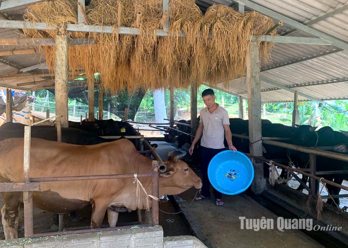 Chủ động phòng, chống đói, rét cho đàn vật nuôi trong mùa đông