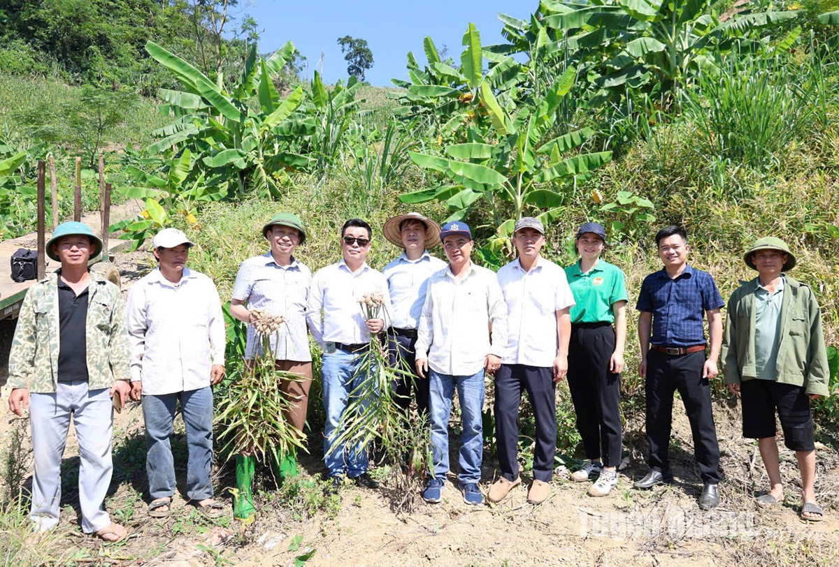 Triển vọng cây gừng trên đất Yên Sơn