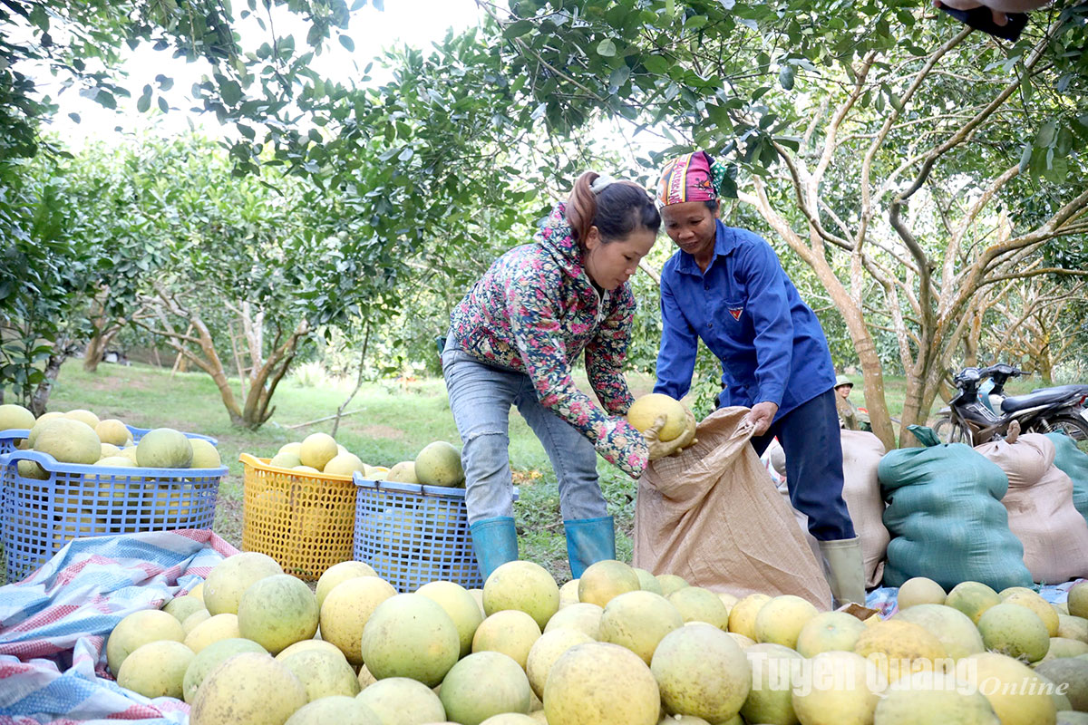 Ứng dụng khoa học - công nghệ vào sản xuất nông nghiệp