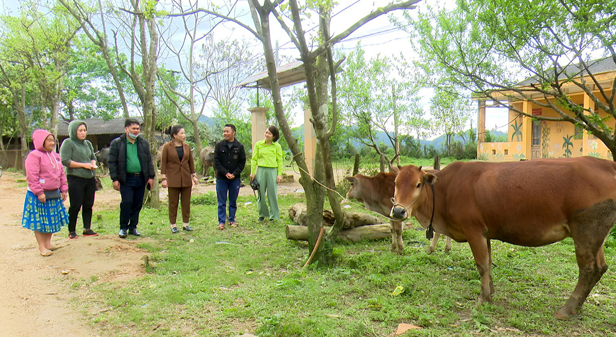 56 hộ nghèo tại Na Hang được hưởng lợi từ chương trình bò sinh sản