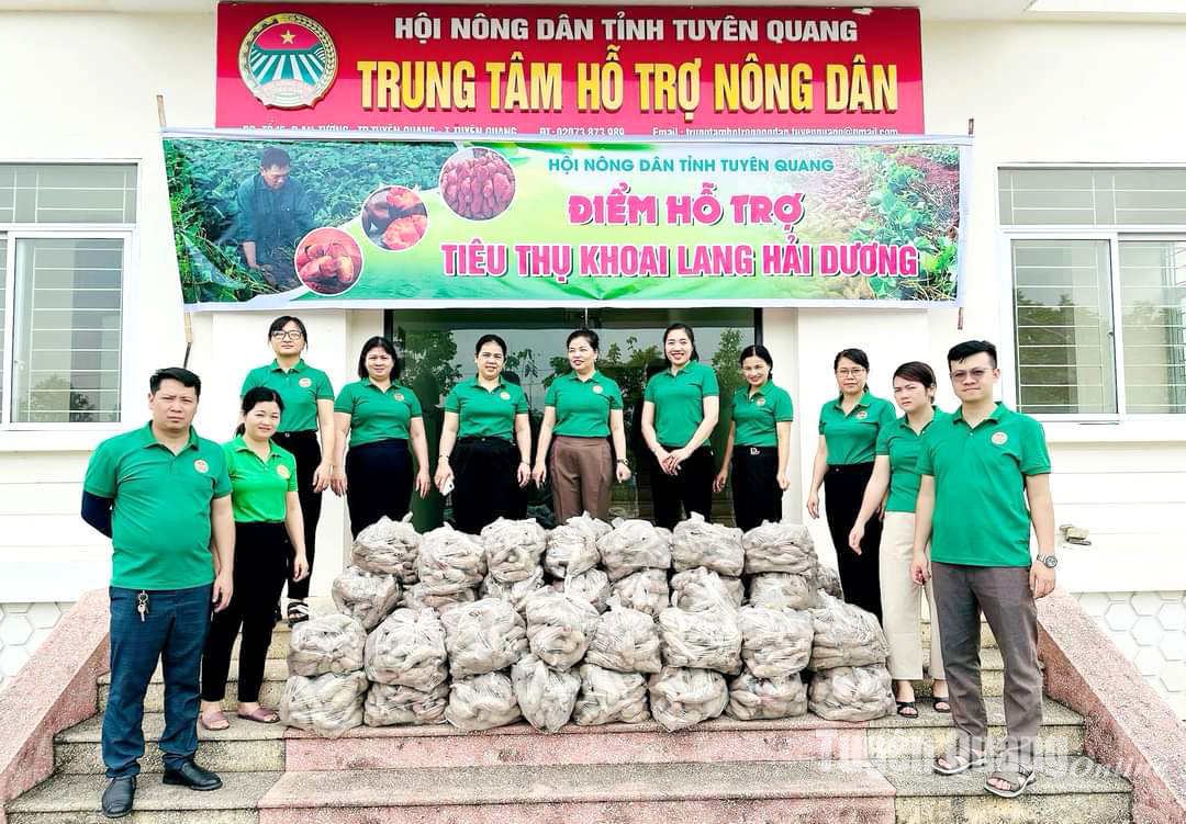 Hội Nông dân tỉnh hỗ trợ tiêu thụ khoai lang cho nông dân Hải Dương