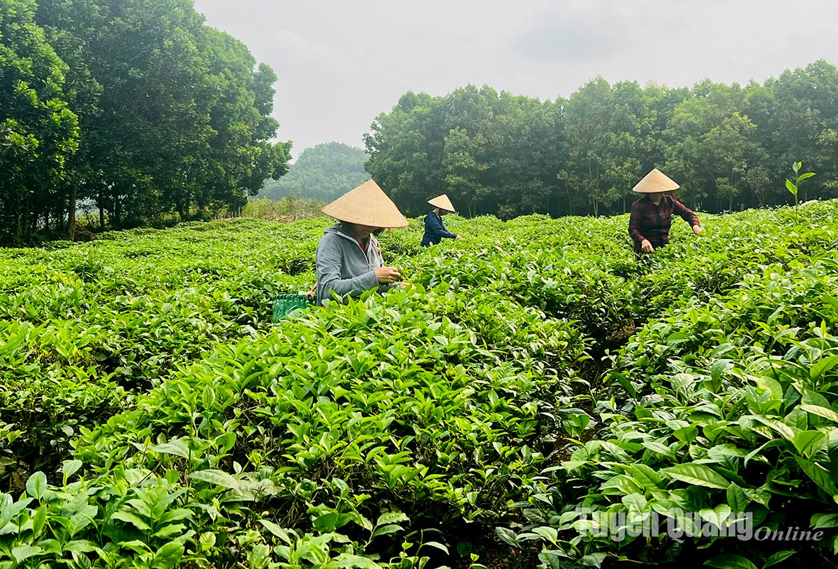 “Trẻ hóa” vùng chè