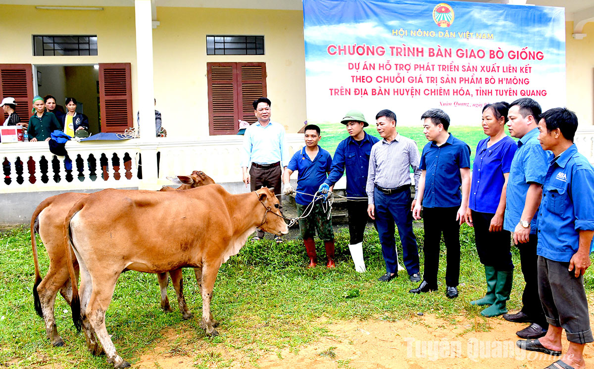 Bàn giao 120 con bò giống H’Mông cho nông dân xã Xuân Quang, Bình Phú