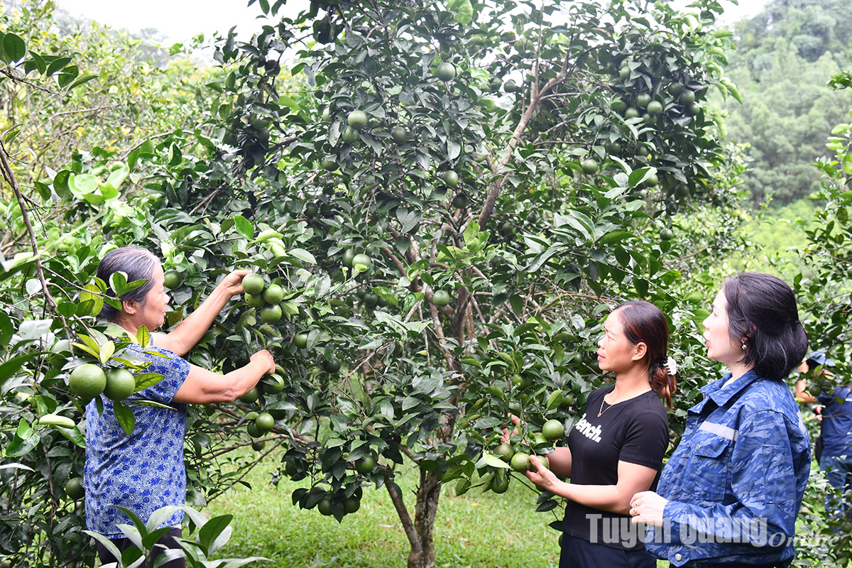 Tiếp sức nông dân phát triển kinh tế