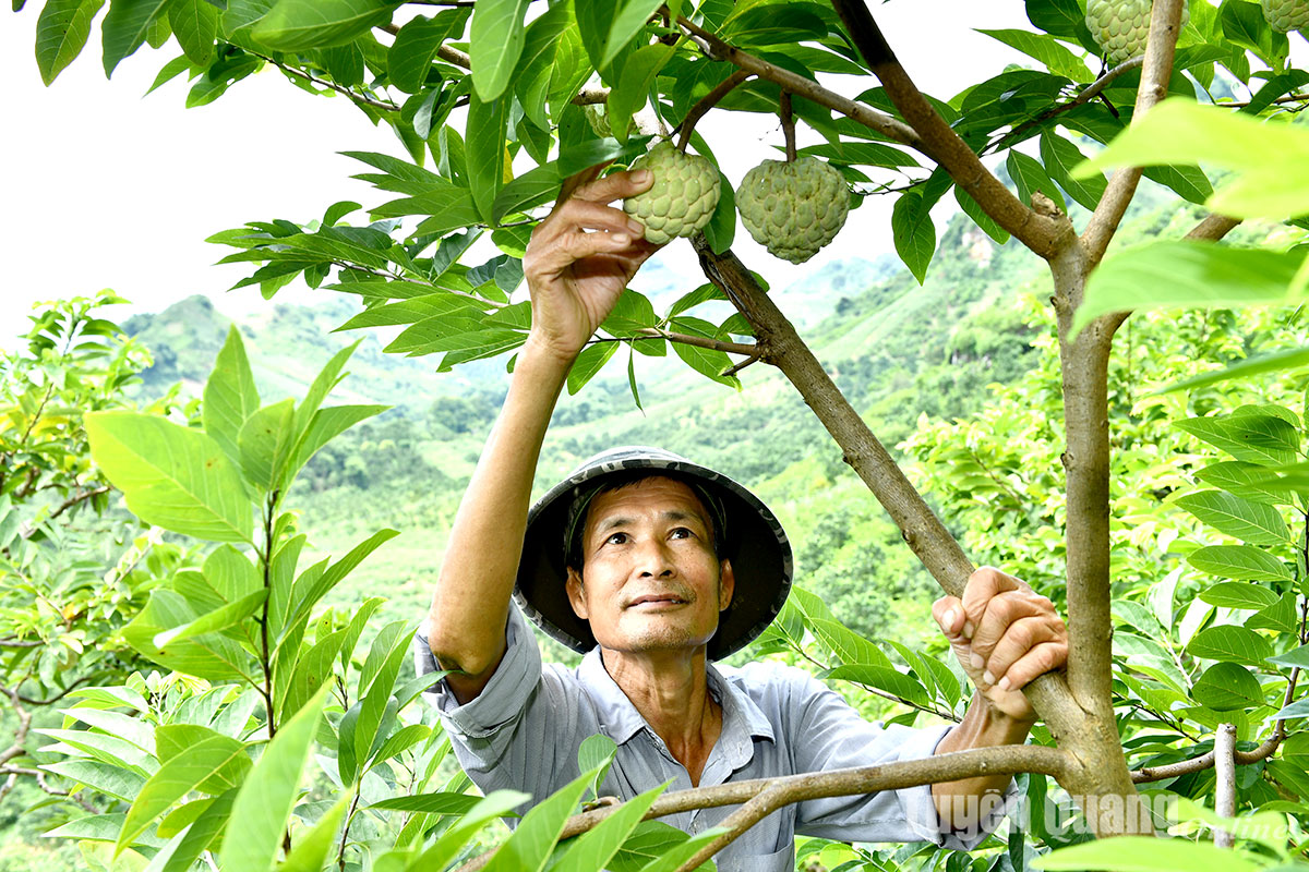 Làm giàu từ trồng na