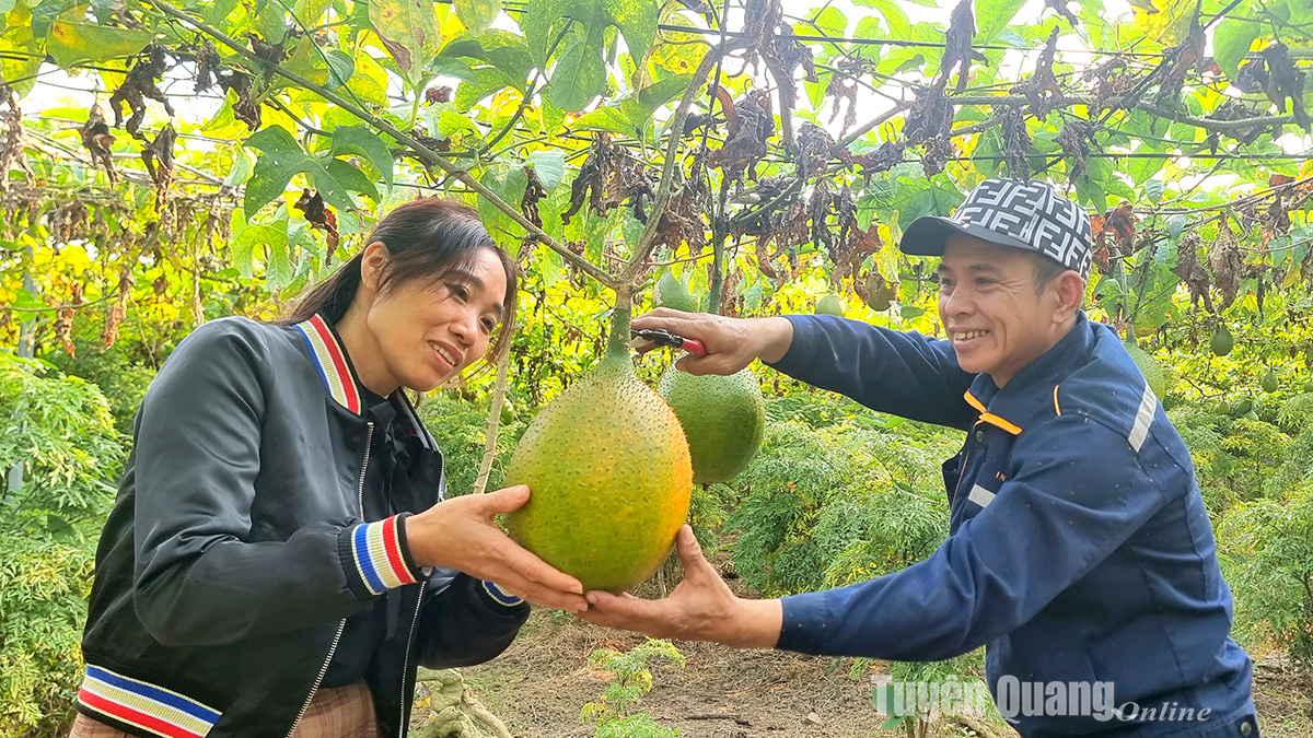 Mùa gấc chín ở Đội Cấn