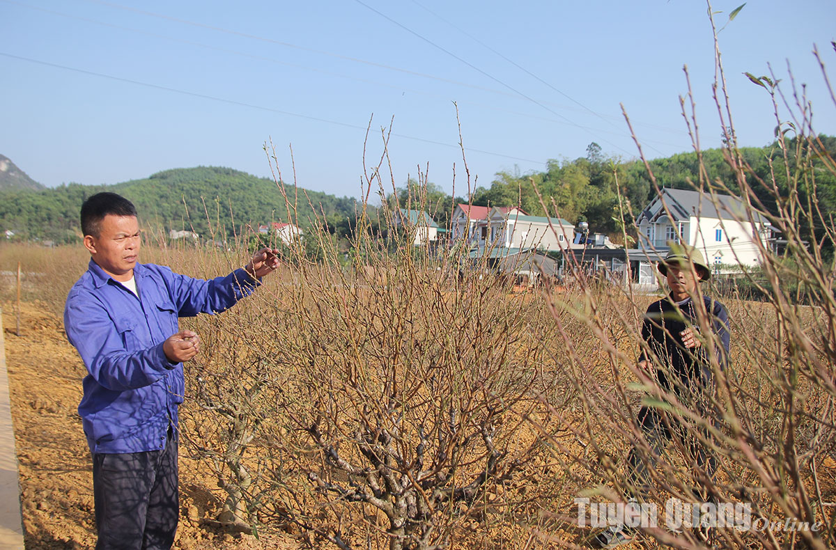 Làng đào Vĩnh Lợi vào Xuân