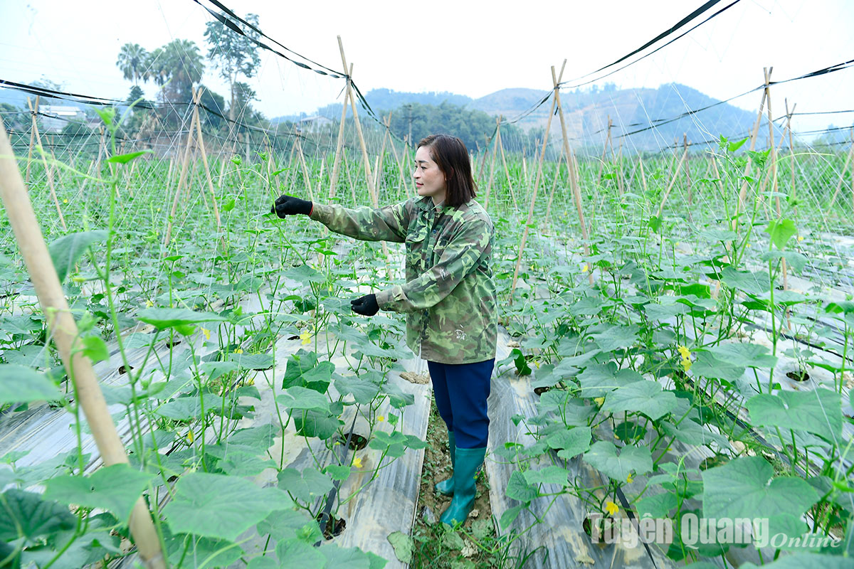 Các vùng rau an toàn chuẩn bị cung ứng hàng Tết