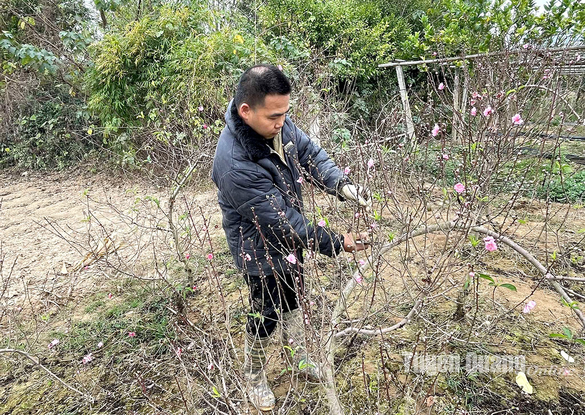 Nông dân tất bật “hồi sinh” đào sau Tết